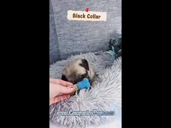 Pug dogs for sale: Black Collar - Super Wrinkly! - Video 1
