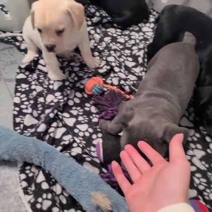 Mixed Breed dogs for sale: Dexter - Video 1