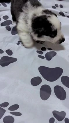 German Shepherd dogs for sale: Frost - Video 3