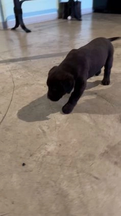 Labrador Retriever dogs for sale: Ava - Video 1