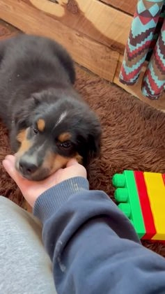 Miniature Australian Shepherd dogs for sale: Miniature Australian Shepherd Puppy 2 - Video 1