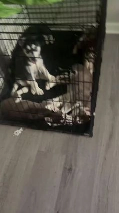 Siberian Husky dogs for sale: Siberian Husky Puppy 5 - Video 1