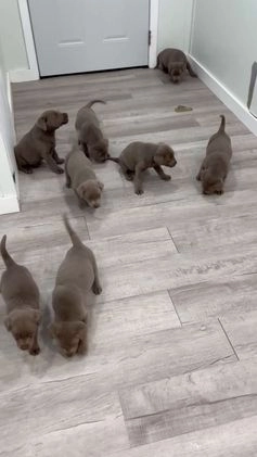 Labrador Retriever dogs for sale: Flint - Video 1