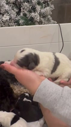 Bernedoodle dogs for sale: Dinozzo - Video 1