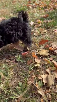 Mixed Breed dogs for sale: Lawson - Video 4