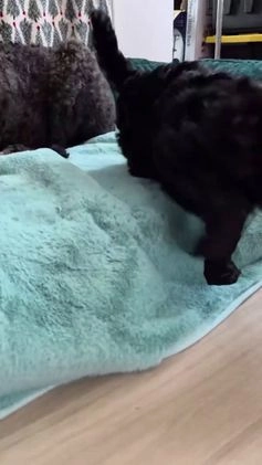 Goldendoodle dogs for sale: Luna  - Video 1