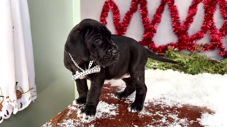 Great Dane dogs for sale: Cookie - Video 1