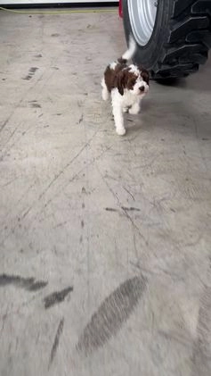 Cavapoo dogs for sale: Otto - Video 1