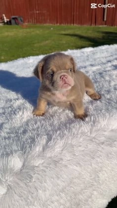 English Bulldog dogs for sale: English Bulldog Puppy 1 - Video 1
