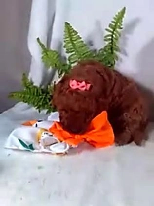 Cavapoo dogs for sale: Jasmine - Video 1