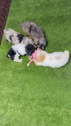 Toy Poodle dogs for sale: Ally - Video 1