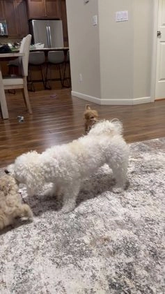 Bichpoo dogs for sale: Bichon frise Puppy 1 - Video 1