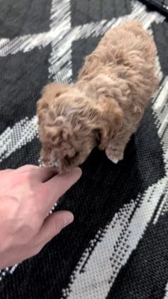 Cavapoo dogs for sale: Dakota  - Video 1