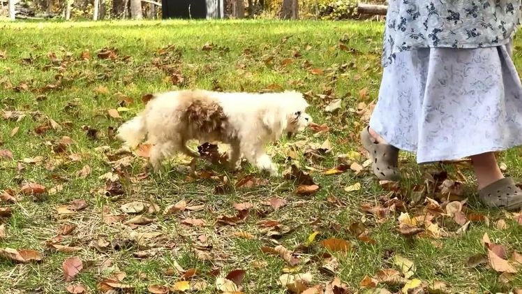 Shih Tzu dogs for sale: Jude - Video 3