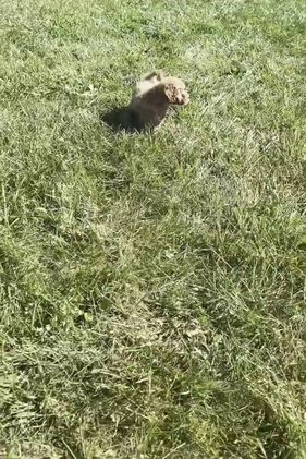 Mini Goldendoodle dogs for sale: Melon F1BB  - Video 1