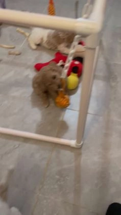 Miniature Labradoodle dogs for sale: Labradoodle Puppy 1 - Video 3