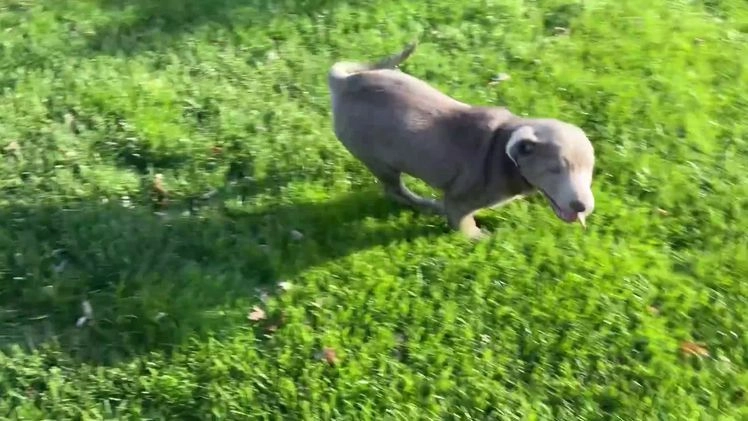 Labrador Retriever dogs for sale: Sara - Video 1