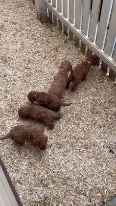 Miniature Labradoodle dogs for sale: Miniature Labradoodle Puppy 2 - Video 3