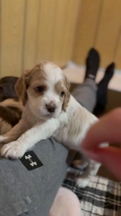 Cocker Spaniel dogs for sale: Louie - Video 1