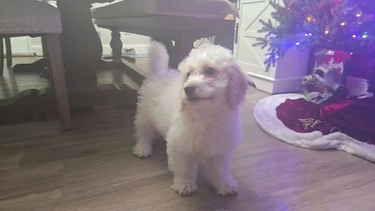 Mini Goldendoodle dogs for sale: Bowie - Video 1