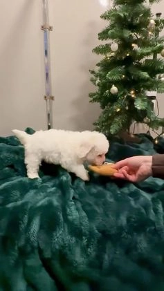 Bichon Frise dogs for sale: Cody ACA - Video 2