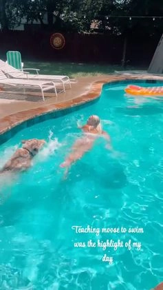 Siberian Husky dogs for stud: Moose Ausky  - Video 1