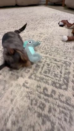 Yorkshire Terrier dogs for sale: Pixie - Video 1