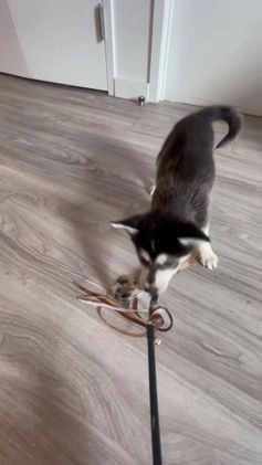 Alaskan Klee Kai dogs for sale: Jaehaerys the conciliator - Video 2