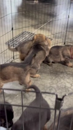 German Shepherd dogs for sale: Reno - Video 1