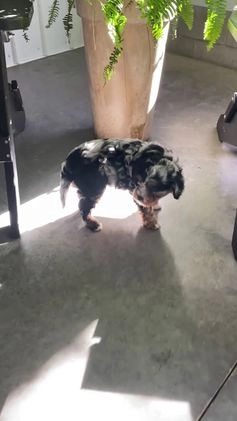 Mini Bernedoodle dogs for sale: Montana - Video 7