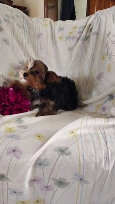 Yorkshire Terrier dogs for sale: Robbie - Video 2
