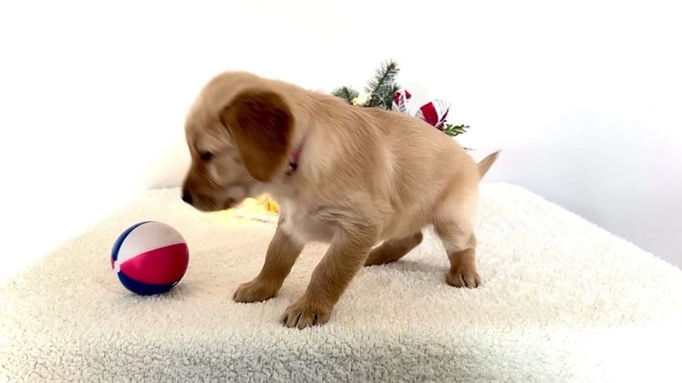 Golden Retriever dogs for sale: Elana - Video 2