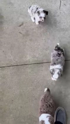 Mini Aussiedoodle dogs for sale: Toy Ace - Video 5