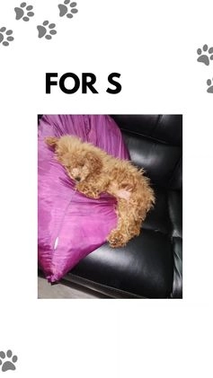 Cavapoo dogs for sale: Pharoah - Video 1