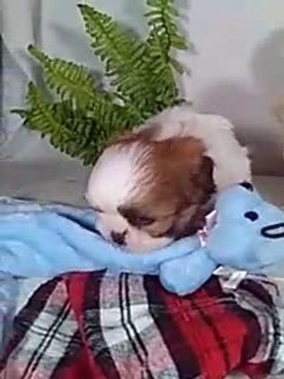 Shih Tzu dogs for sale: Romeo  - Video 1