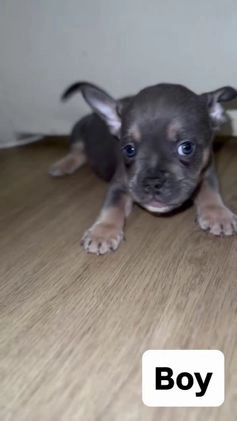 Mixed Breed dogs for sale: Bruno - Video 1