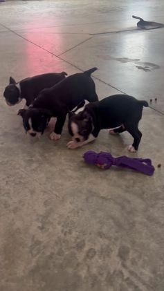 Boston Terrier dogs for sale: Joey  - Video 1