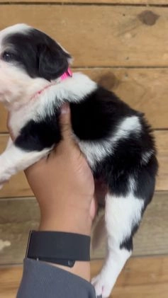 Mini Bernedoodle dogs for sale: Milo - Video 6