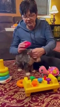 Mini Bernedoodle dogs for sale: Glory Girl *Potty Training* - Video 1