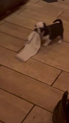 Pug dogs for sale: Fallon - Video 1