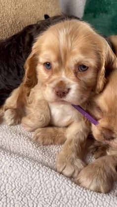 Cocker Spaniel dogs for sale: Ruby - Video 2