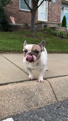 French Bulldog dogs for sale: French Bulldog Puppy 1 - Video 3