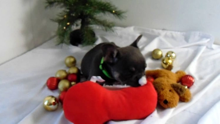 French Bulldog dogs for sale: Todd - Video 5