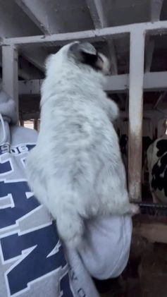 Australian Cattle Dog dogs for sale: Prancer - Video 1