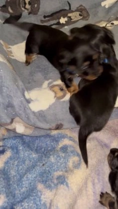 Dachshund dogs for sale: Little Bentley - Video 2