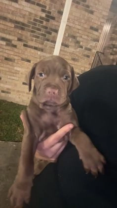 American Bully dogs for sale: American Bully Puppy 1 - Video 1