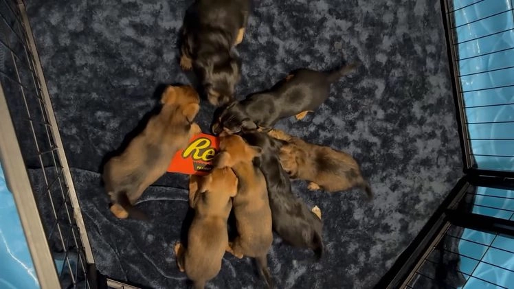 Mixed Breed dogs for sale: Theo - Video 1