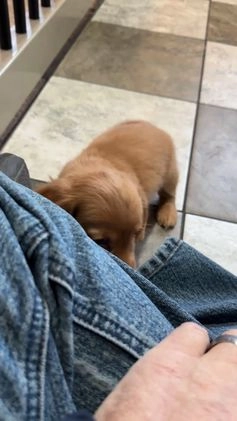 Miniature Dachshund dogs for sale: Oscar - Video 1