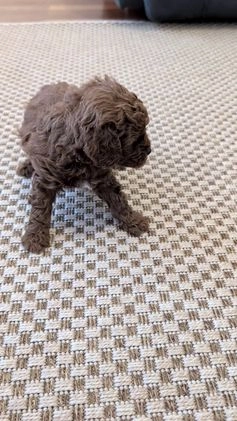 Miniature Poodle dogs for sale: Moby - Video 1
