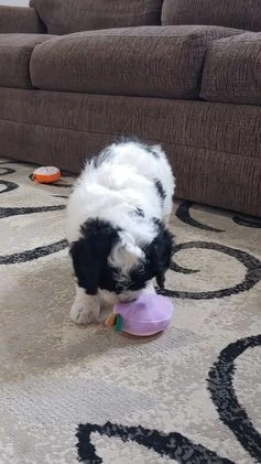 Mixed Breed dogs for sale: Sophie  - Video 1